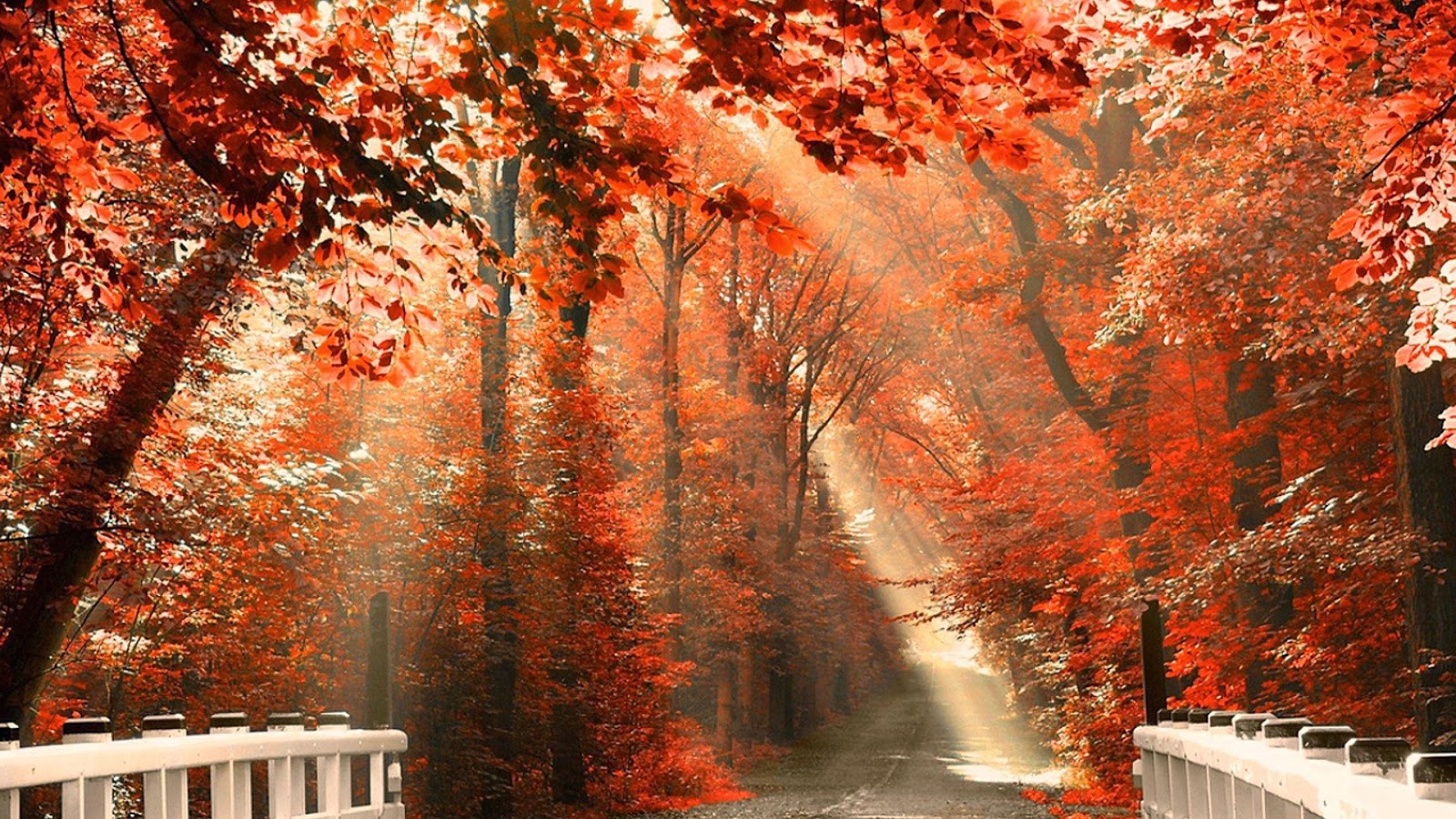 fondos de pantalla de otoño,árbol,naturaleza,rojo,otoño,hoja