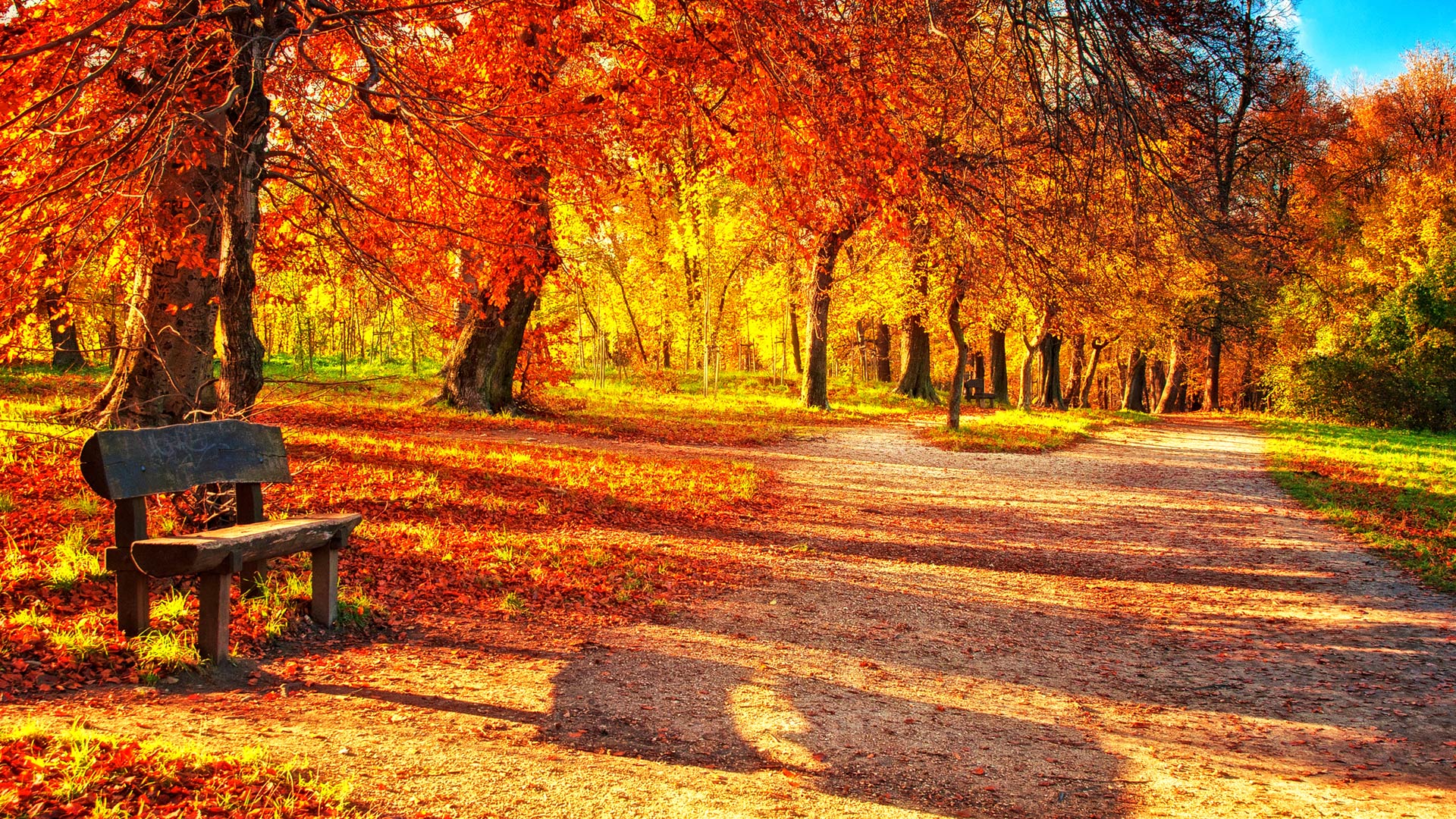 fall pics wallpaper,natural landscape,nature,tree,autumn,leaf