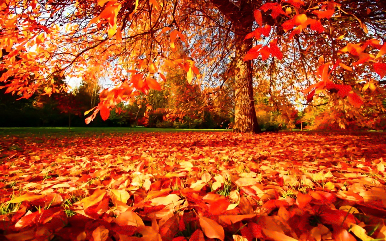 가을 사진 벽지,자연 경관,자연,잎,나무,가을
