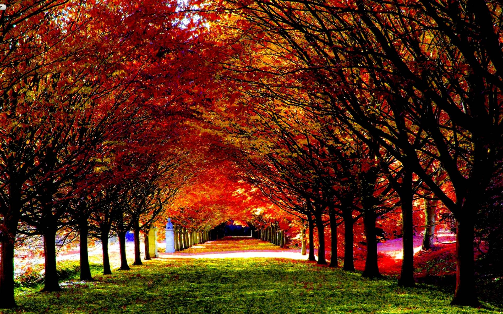 fondos de pantalla de otoño,árbol,naturaleza,paisaje natural,hoja,rojo