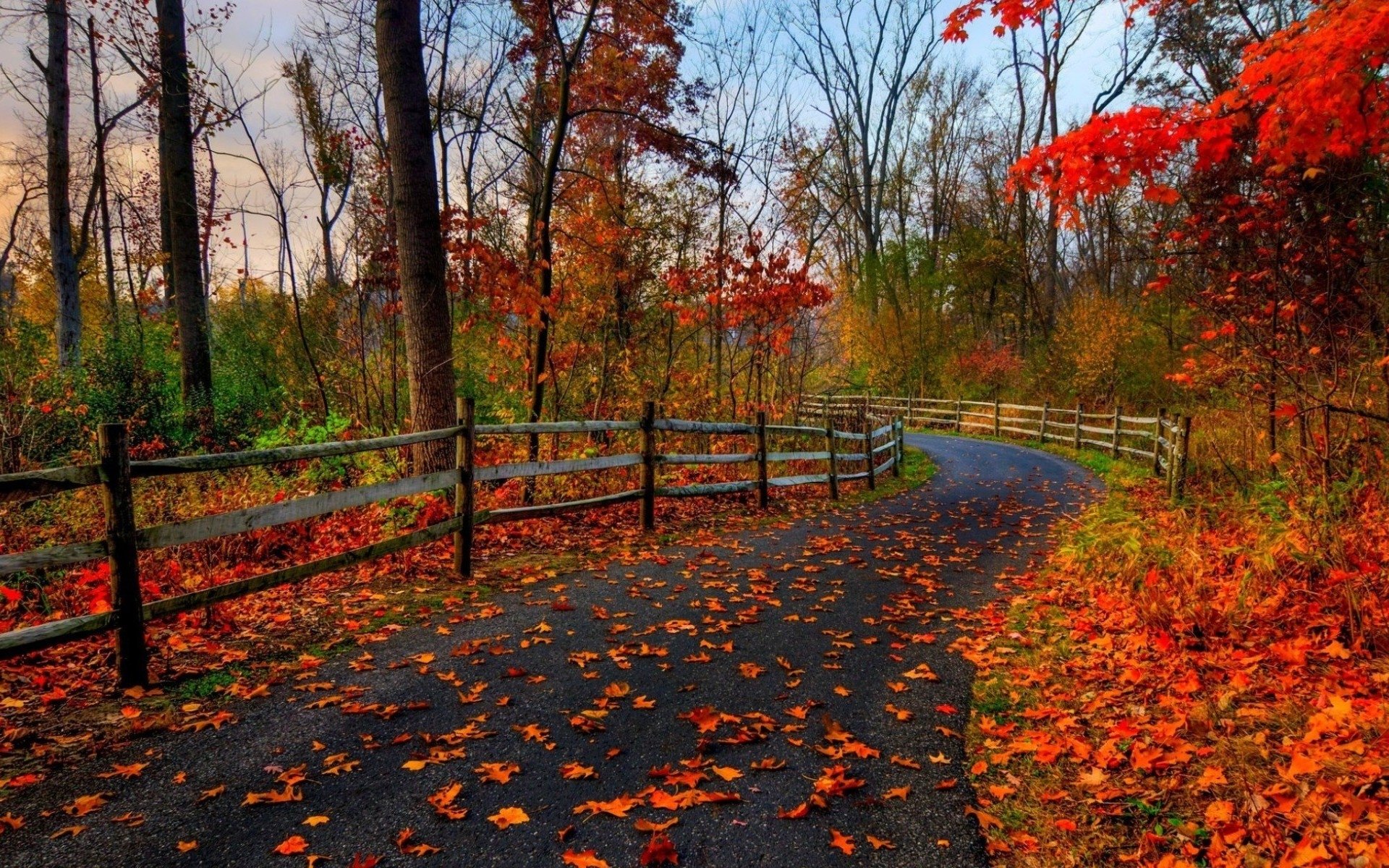 fall pics wallpaper,natural landscape,tree,leaf,nature,autumn