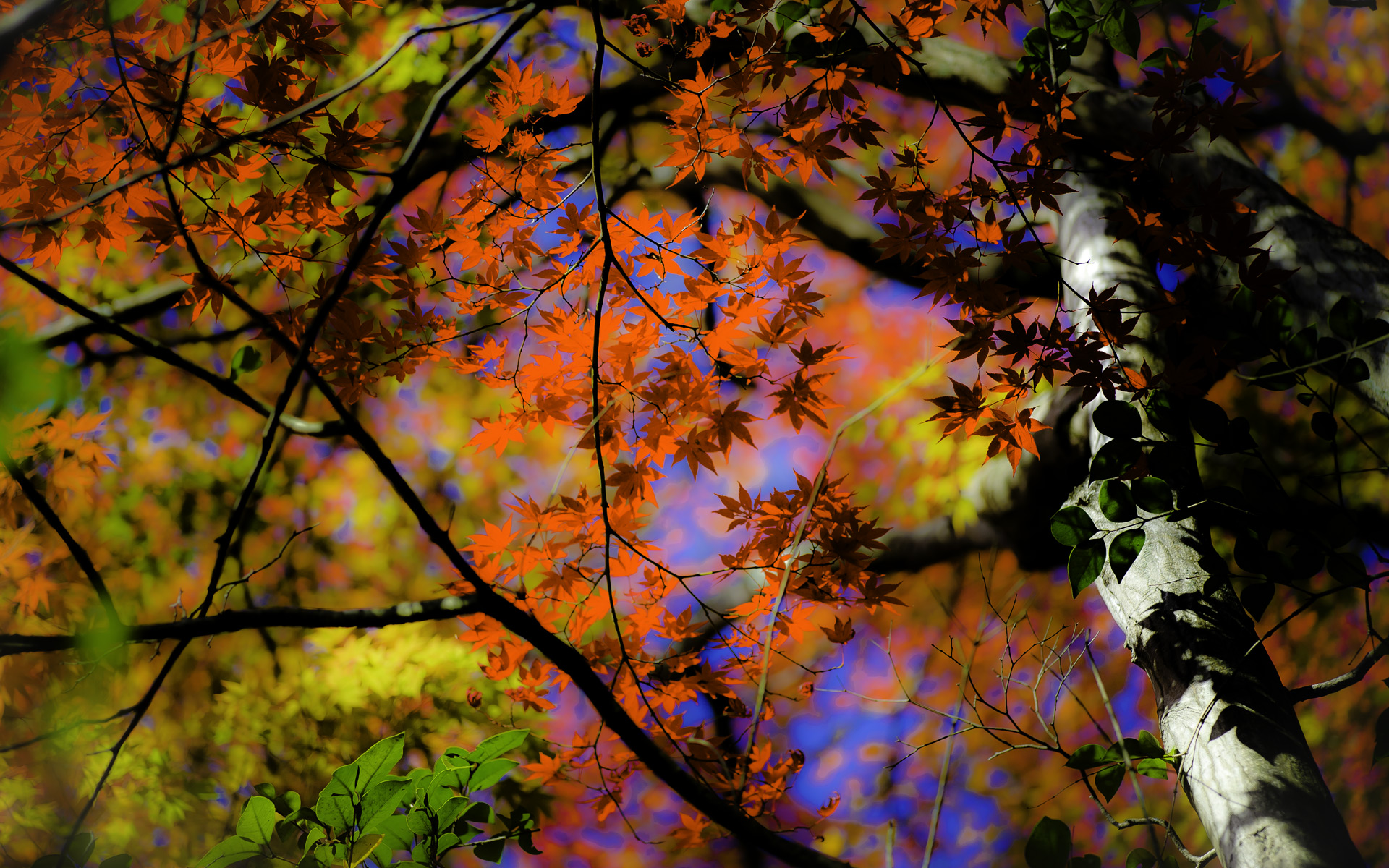 fall pics wallpaper,tree,leaf,nature,branch,sky