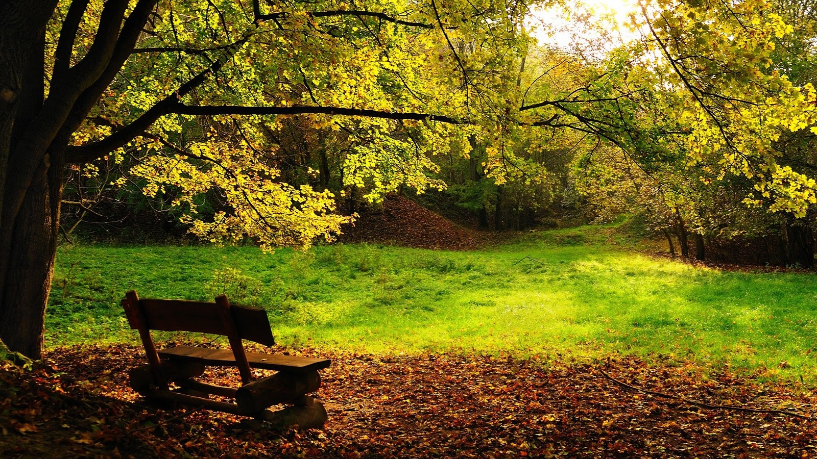 秋の写真の壁紙,自然の風景,木,自然,葉,ベンチ