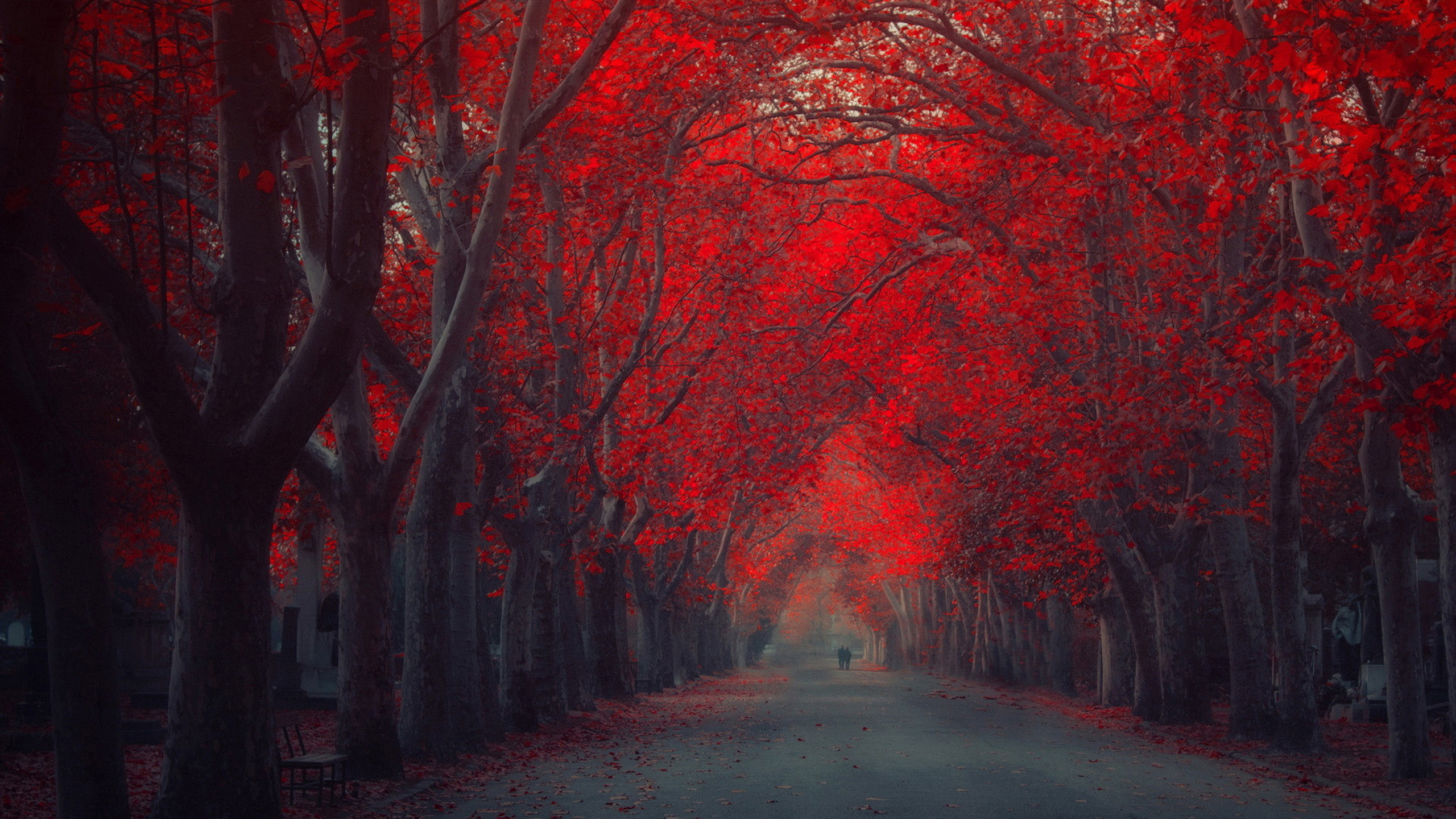 fondos de pantalla de otoño,rojo,árbol,naturaleza,paisaje natural,atmósfera