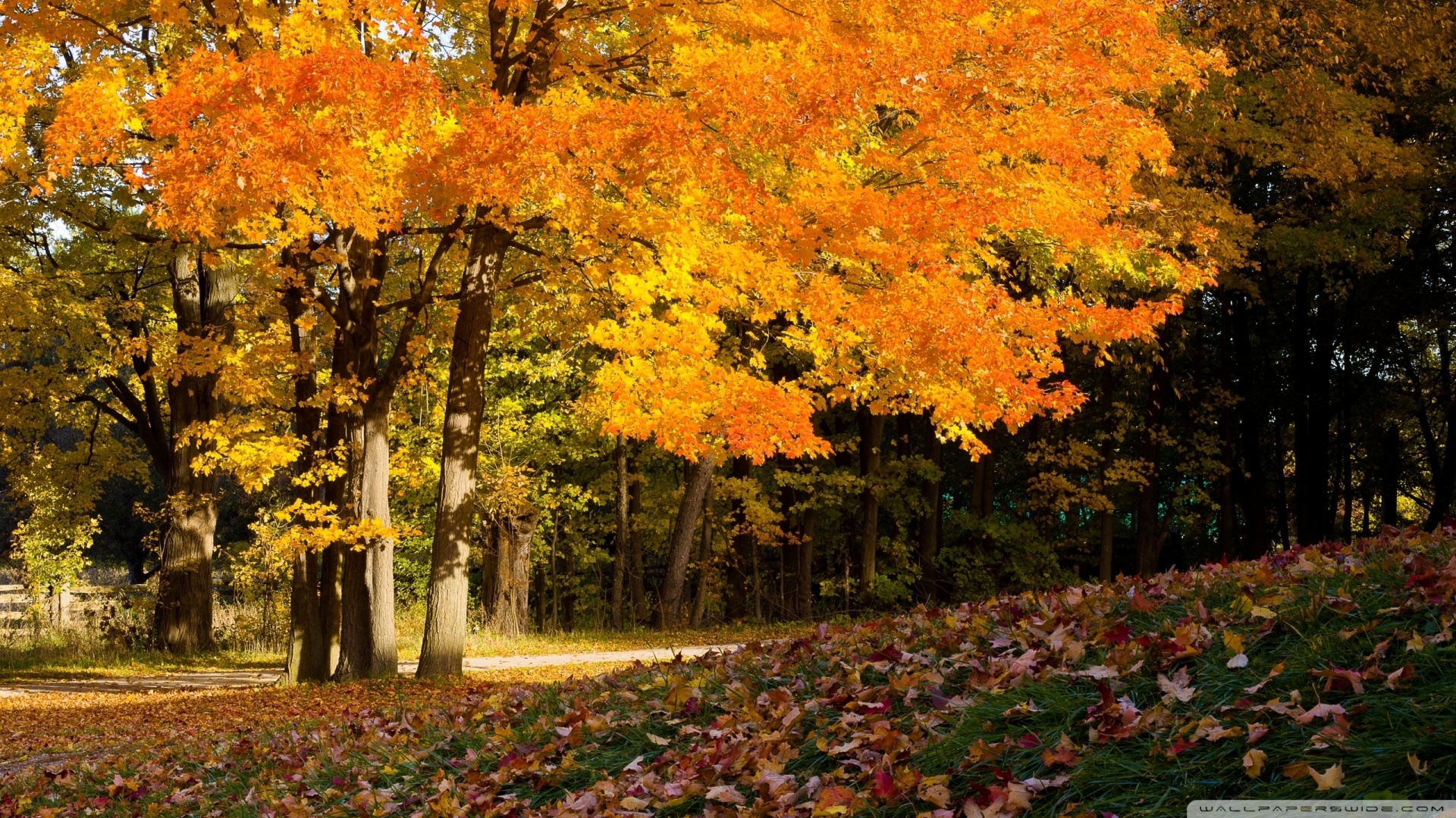 fall pics wallpaper,tree,natural landscape,leaf,nature,deciduous