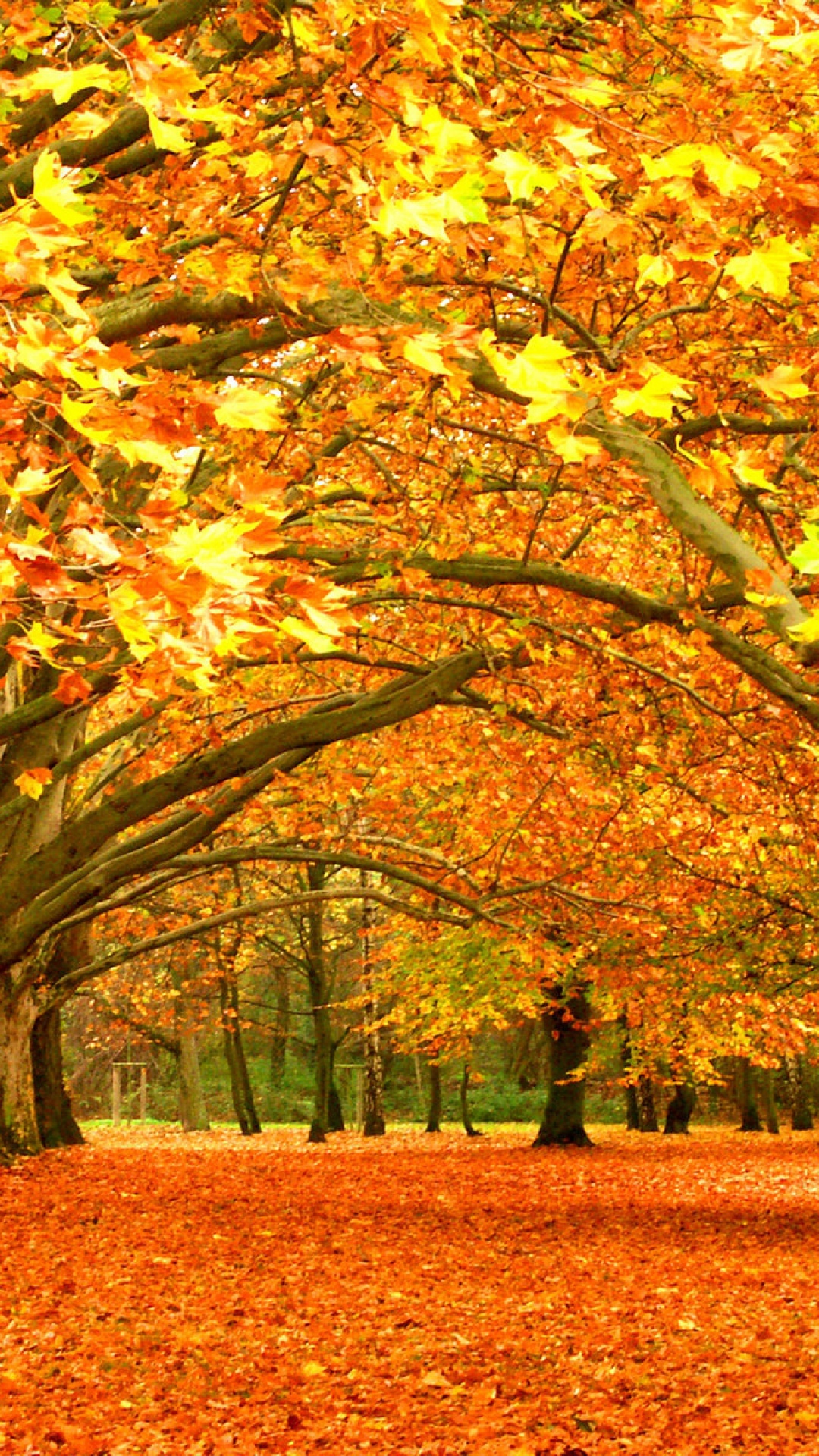 가을 사진 벽지,나무,잎,자연 경관,자연,가을