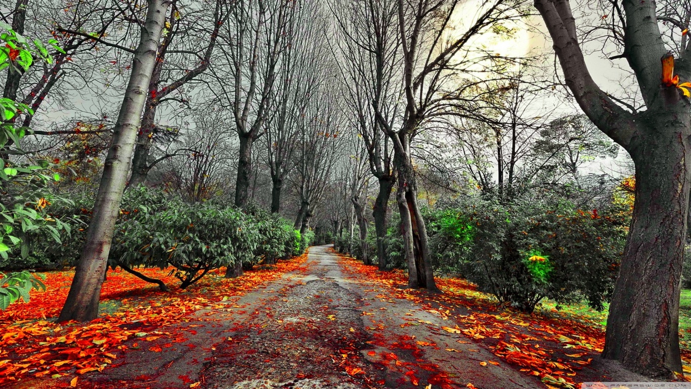 秋の写真の壁紙,木,自然の風景,自然,葉,森林