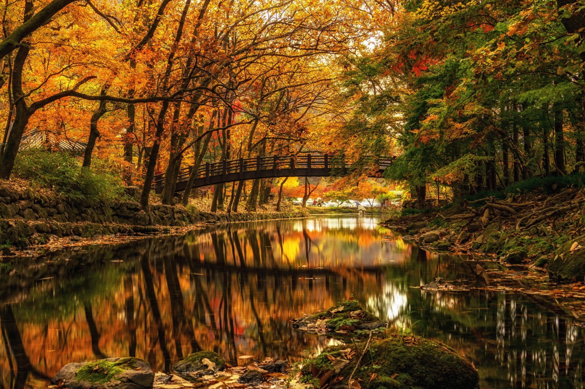 sfondi autunno foto,paesaggio naturale,natura,riflessione,albero,foglia