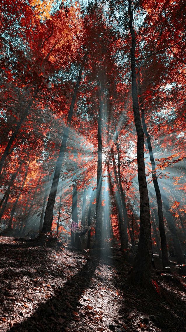 fondos de pantalla de otoño,naturaleza,árbol,paisaje natural,bosque,bosque de madera dura del norte