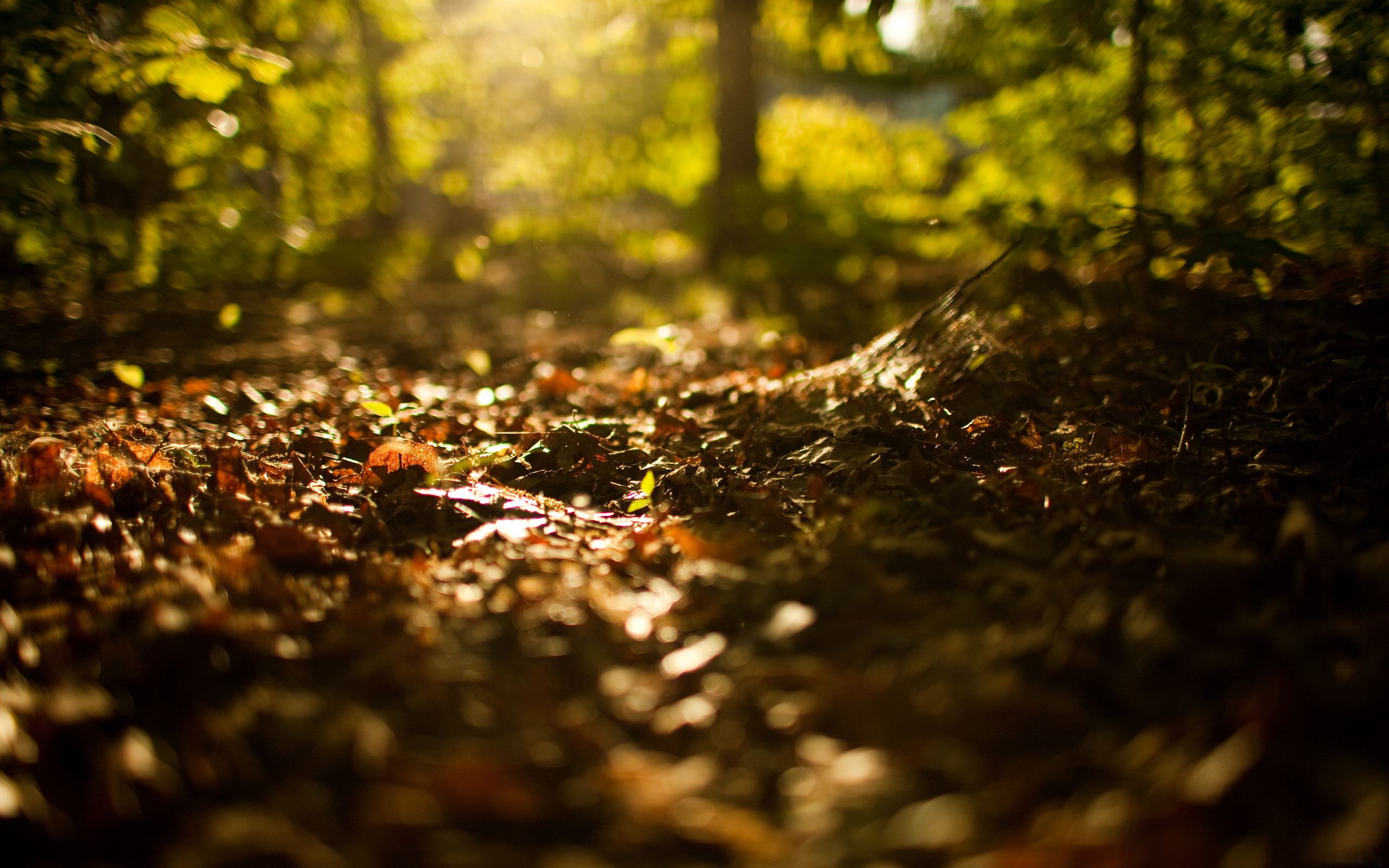 fond d'écran au sol,la nature,feuille,paysage naturel,vert,arbre