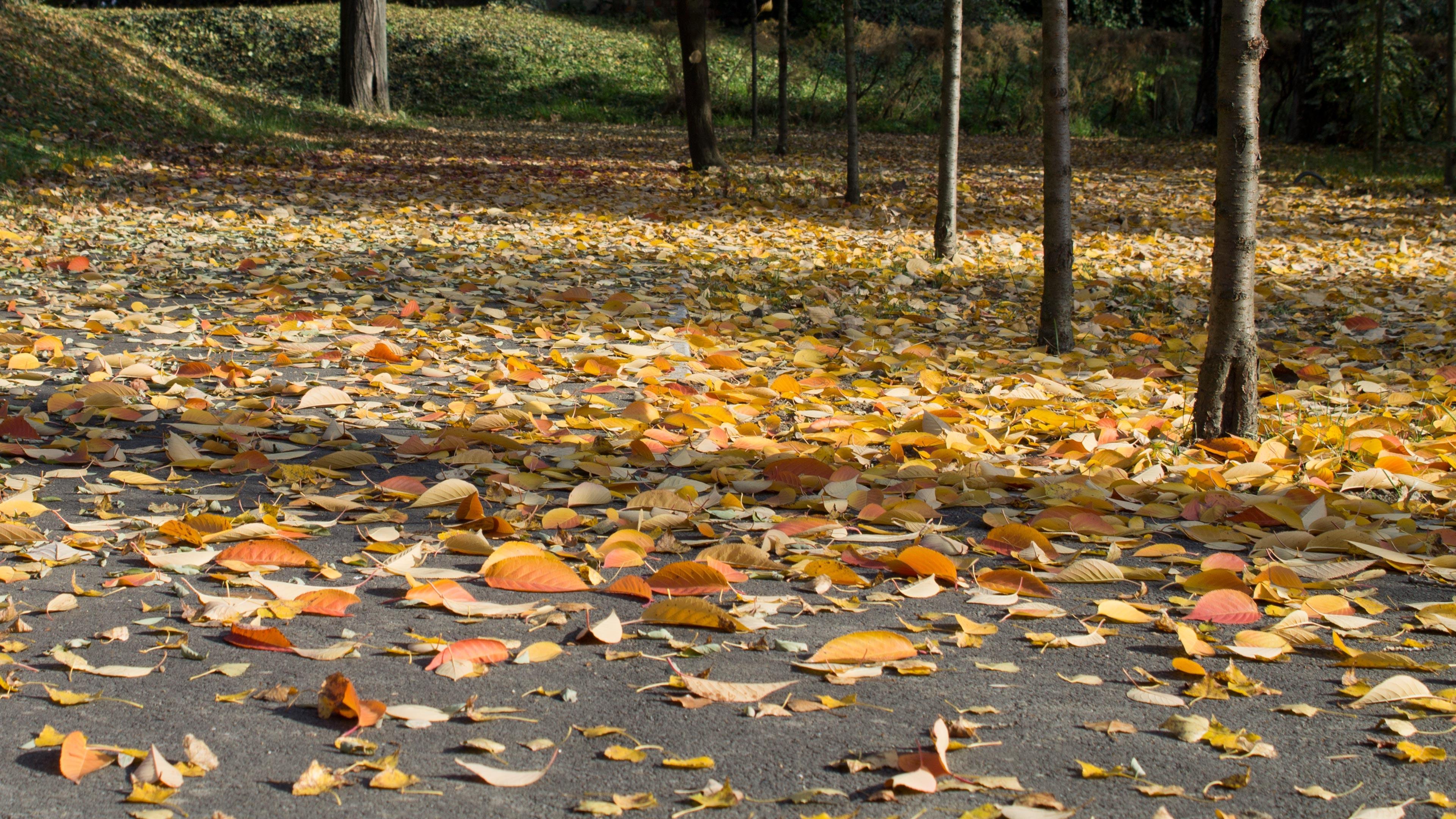 地上壁紙,葉,自然の風景,秋,木,工場