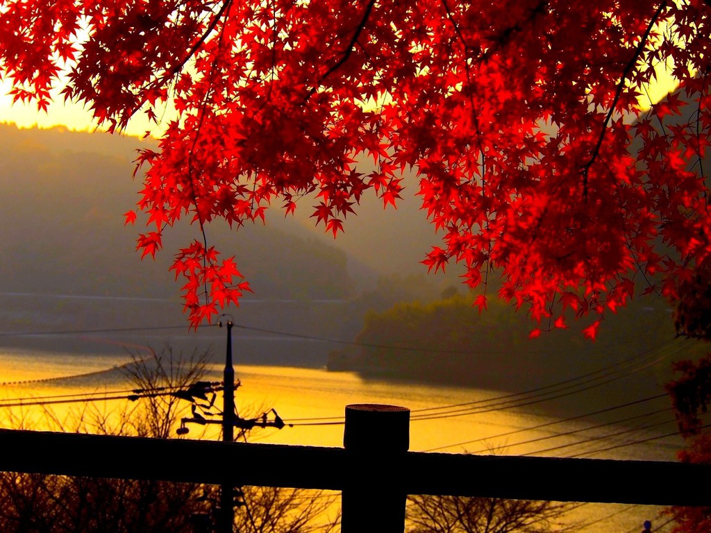 fondos de pantalla de otoño,naturaleza,árbol,cielo,rojo,hoja
