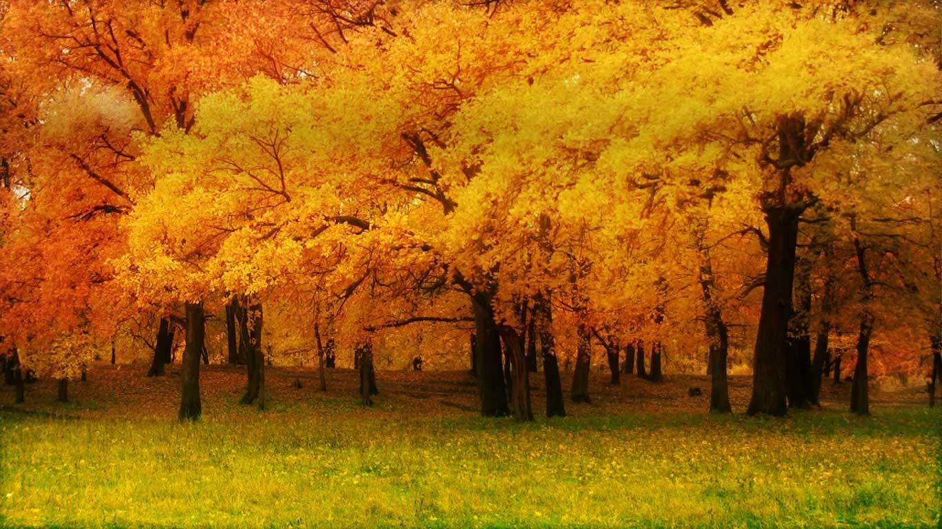 fall pics wallpaper,tree,natural landscape,nature,leaf,autumn