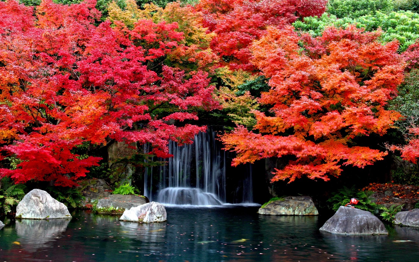 fondos de pantalla de otoño,árbol,paisaje natural,naturaleza,planta,hoja