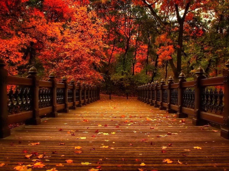 秋の写真の壁紙,自然の風景,自然,木,葉,秋