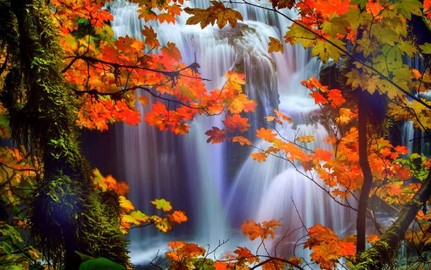 가을 사진 벽지,자연 경관,자연,나무,잎,가을