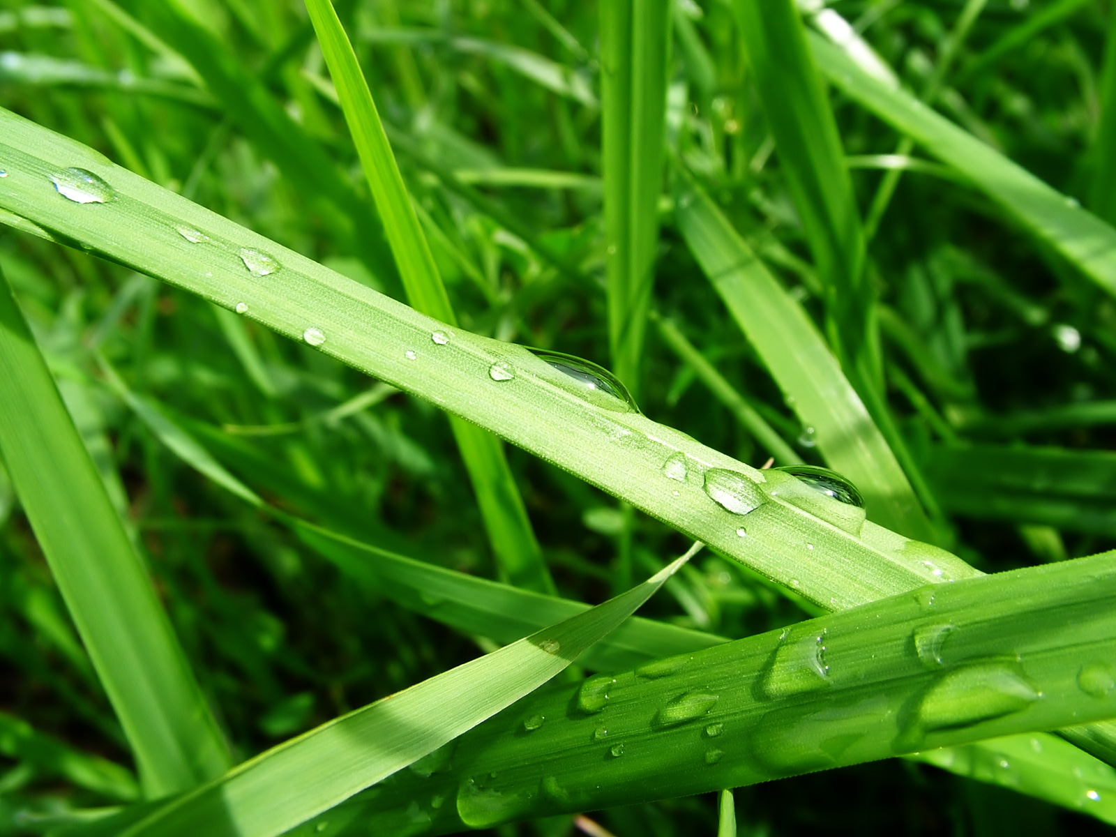 eye friendly wallpaper,water,moisture,grass,green,leaf