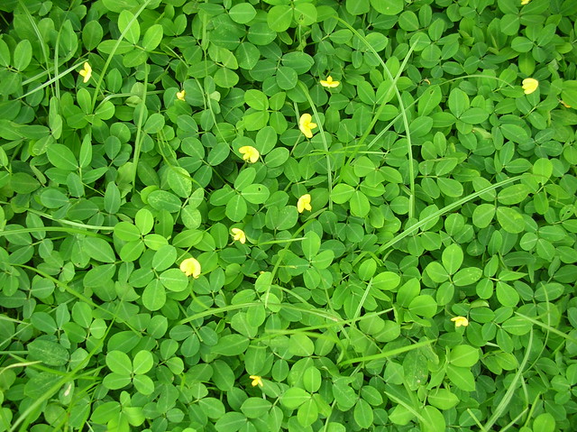 目に優しい壁紙,緑,工場,花,グラウンドカバー,草