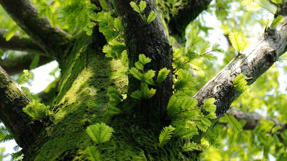 augenfreundliche tapete,baum,natur,grün,pflanze,natürliche landschaft