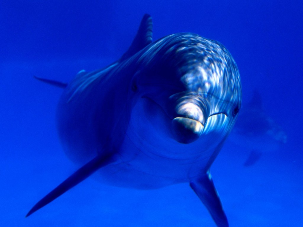 fondo de pantalla de delfines 3d,pez,biología marina,azul cobalto,azul,mamífero marino