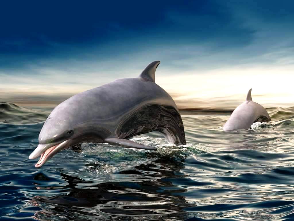 3d dolphin wallpaper,vertebrate,common bottlenose dolphin,dolphin,bottlenose dolphin,short beaked common dolphin