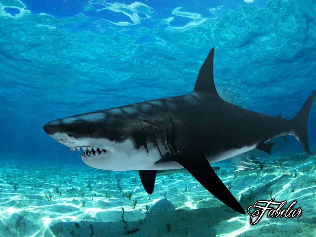 3d shark wallpaper,fish,great white shark,shark,marine biology,cartilaginous fish