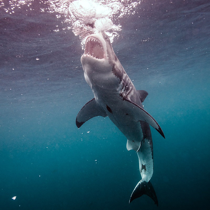 fond d'écran 3d requin,requin,poisson,requin tigre,poisson cartilagineux,grand requin blanc