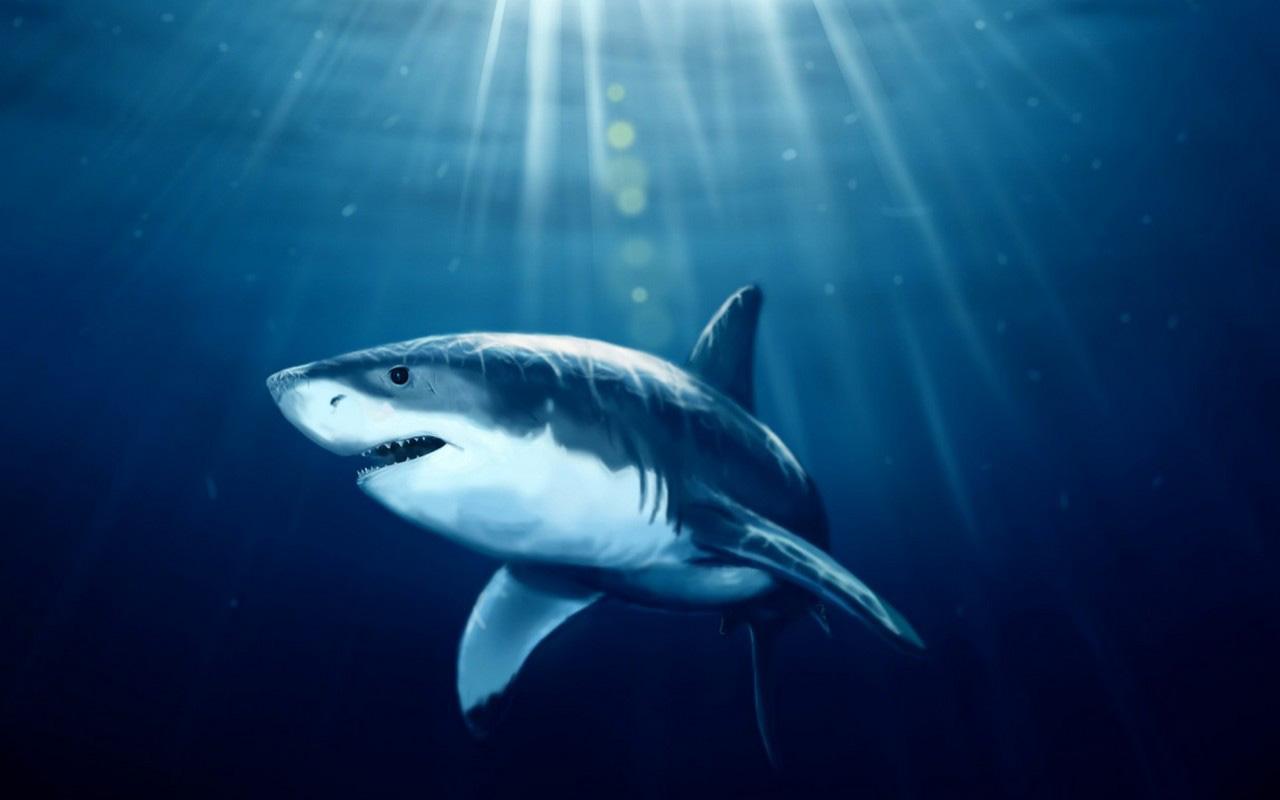carta da parati squalo 3d,pesce,grande squalo bianco,squalo,pesce cartilagineo,squalo tigre