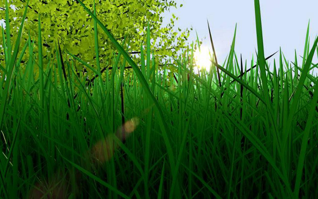 fondos de pantalla calmantes para los ojos,verde,naturaleza,césped,planta,agua