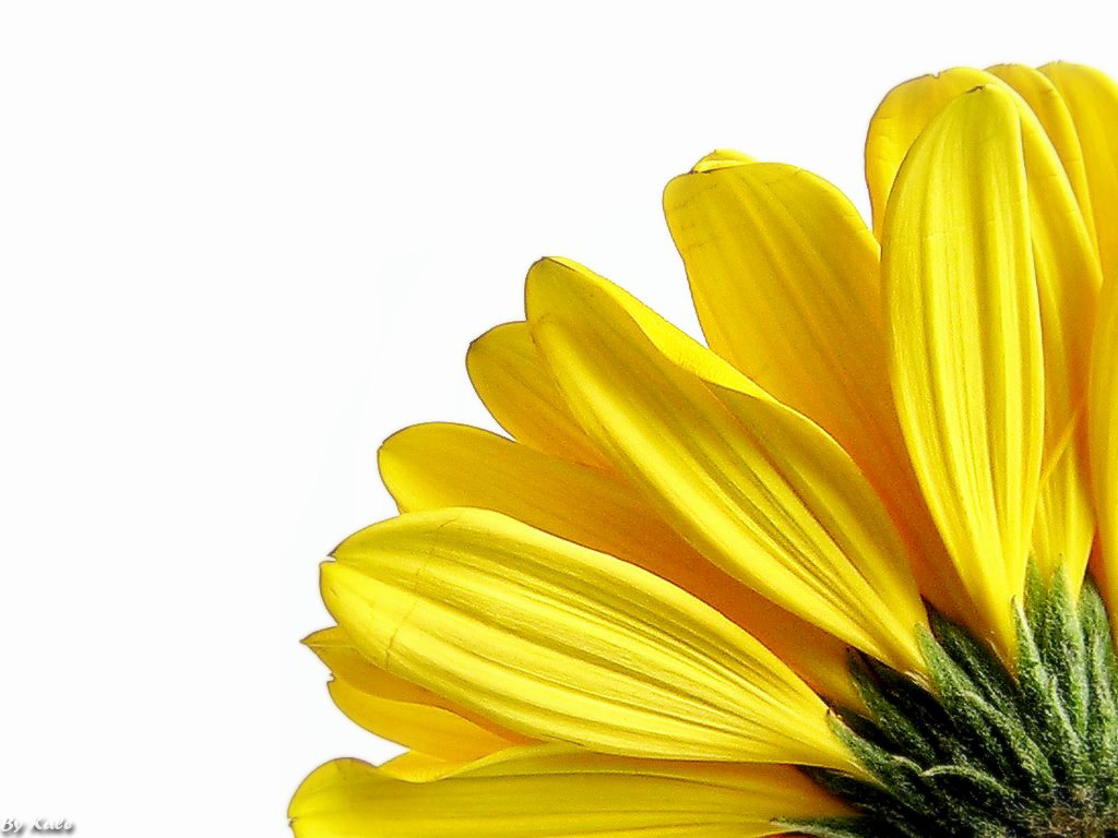 fondos de pantalla calmantes para los ojos,amarillo,flor,girasol,pétalo,planta