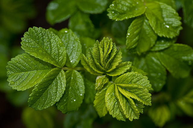 papier peint relaxant pour les yeux,plante à fleurs,feuille,plante,fleur,vert