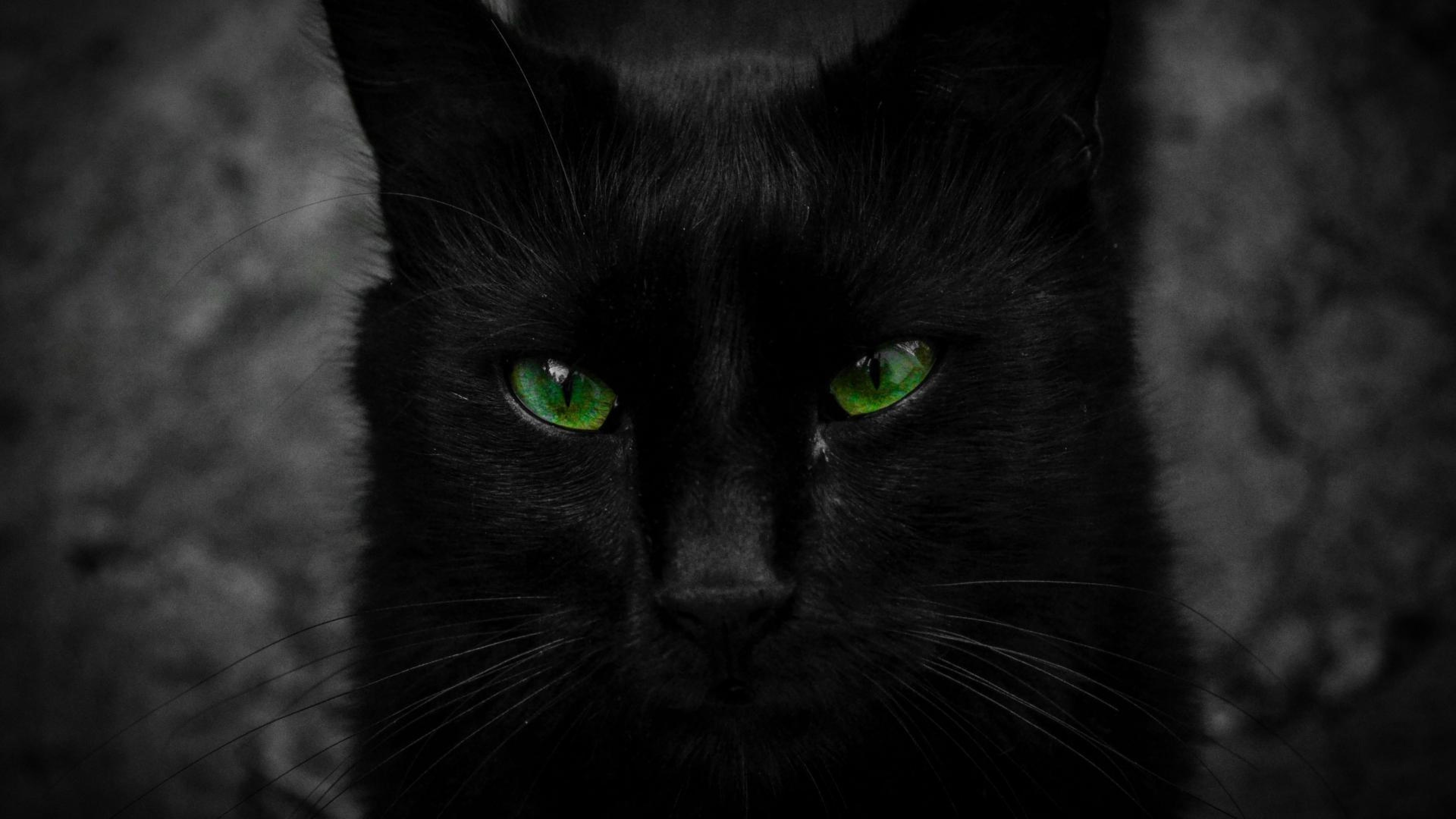 fondo de pantalla de ojos de gato,gato,gato negro,negro,bigotes,gatos pequeños a medianos