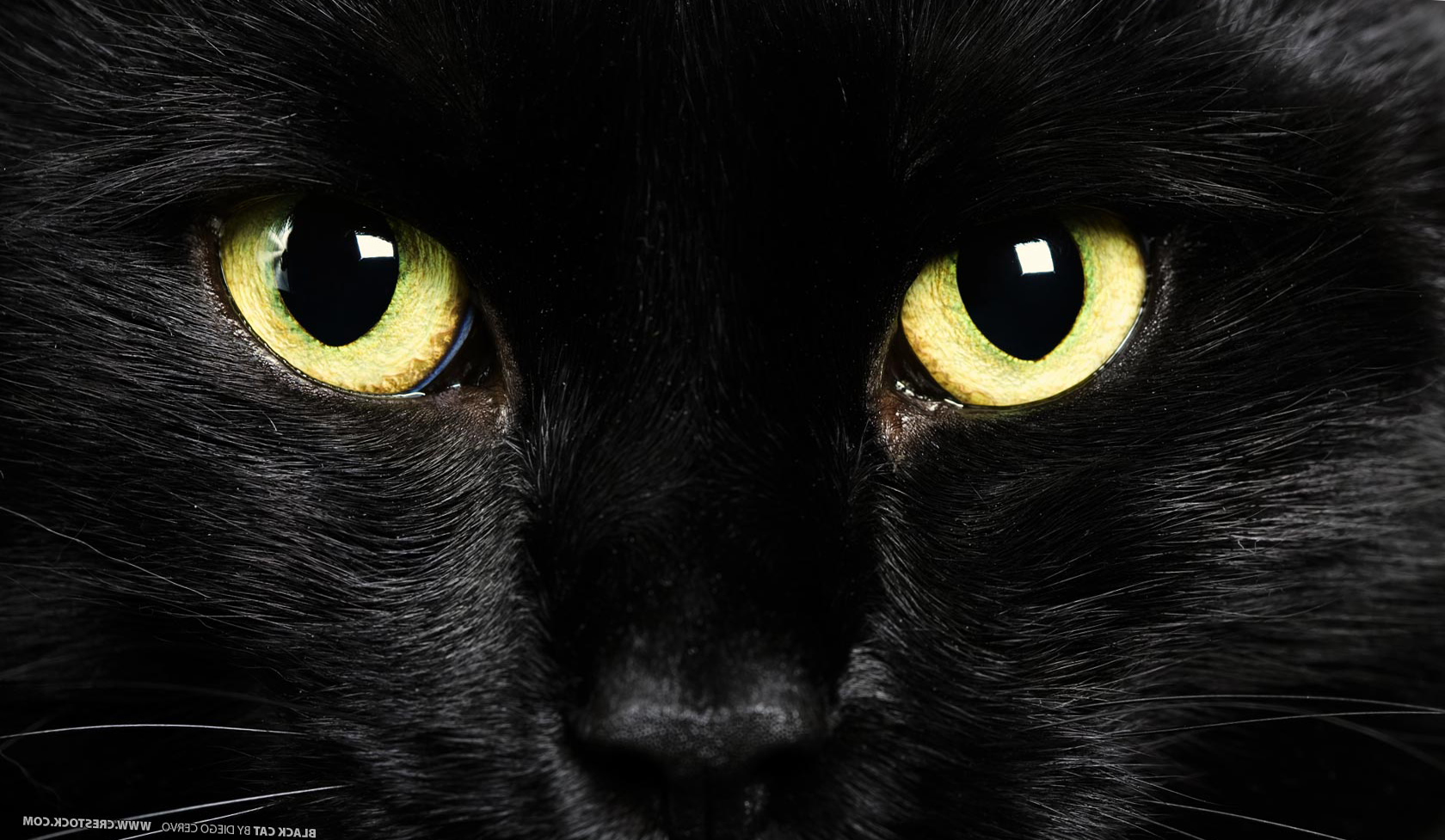 고양이 눈 벽지,고양이,검은 고양이,중소형 고양이,구레나룻,felidae