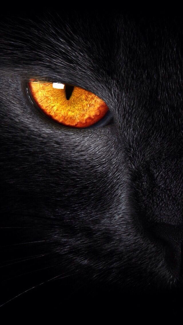 fondo de pantalla de ojos de gato,gato,gato negro,gatos pequeños a medianos,felidae,negro