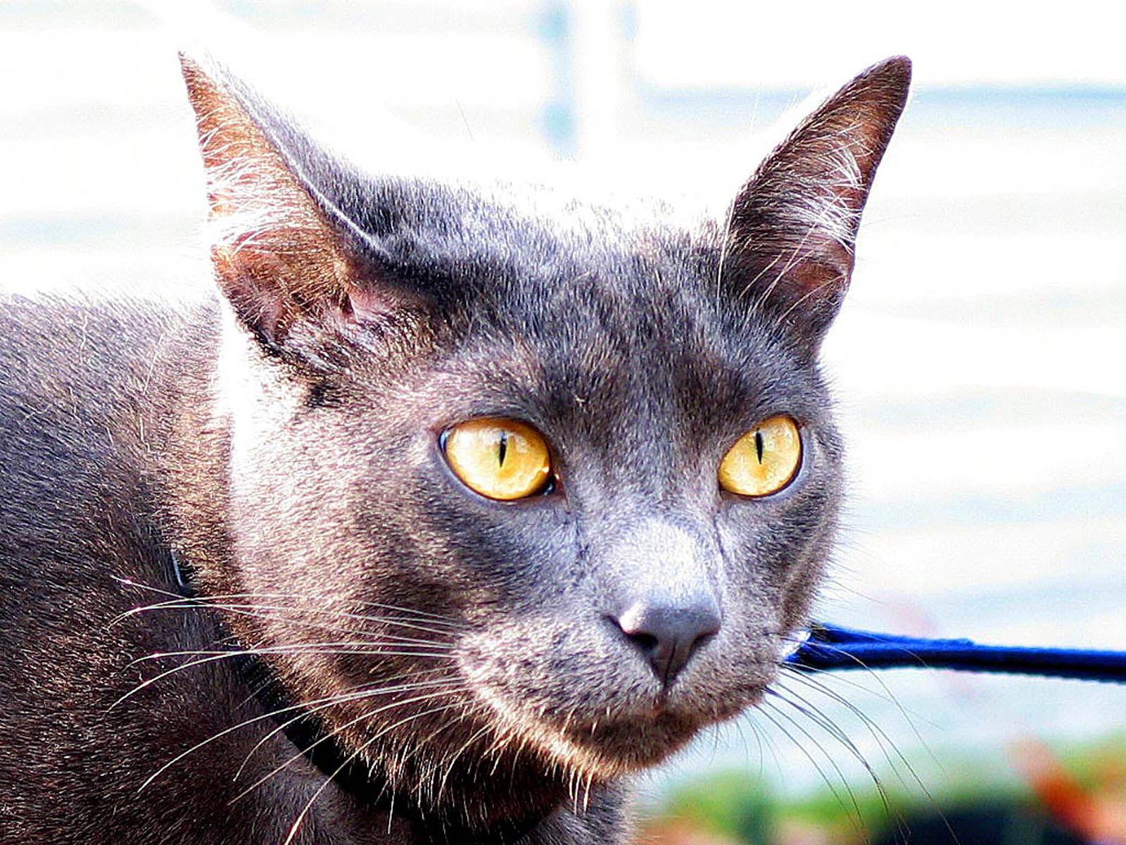 katzenaugen tapete,katze,kleine bis mittelgroße katzen,felidae,schnurrhaare,korat