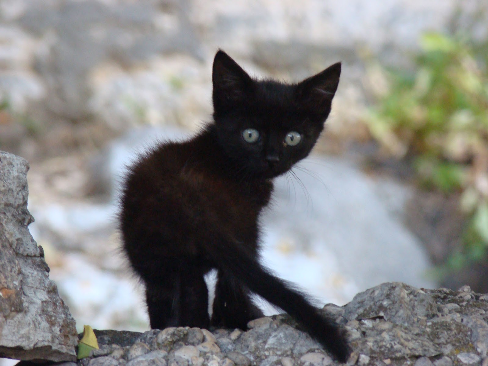 猫の目の壁紙,ネコ,黒猫,ネコ科,中型から中型の猫,ひげ