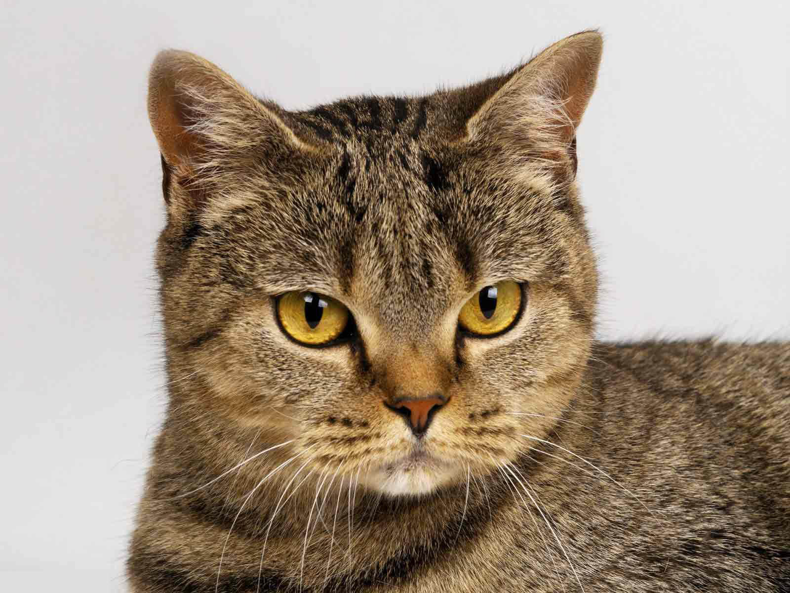 fondo de pantalla de ojos de gato,gato,gatos pequeños a medianos,bigotes,felidae,gato atigrado