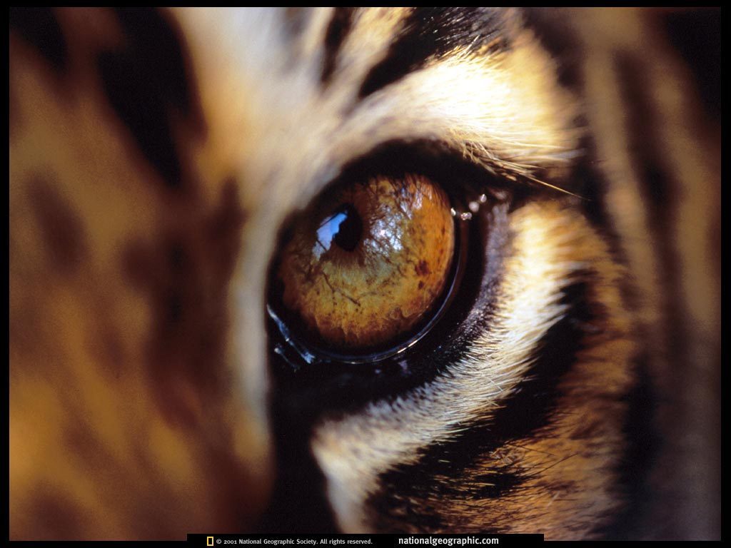 tigerauge tapete,bengalischer tiger,auge,felidae,schnurrhaare,nahansicht