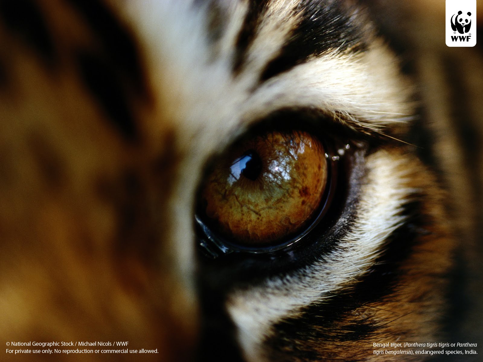 tiger eye wallpaper,bengal tiger,felidae,eye,close up,nose