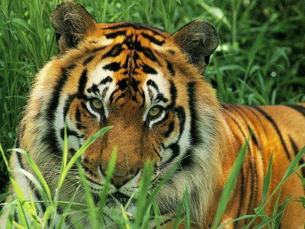 tiger eye wallpaper,tiger,terrestrial animal,wildlife,mammal,vertebrate
