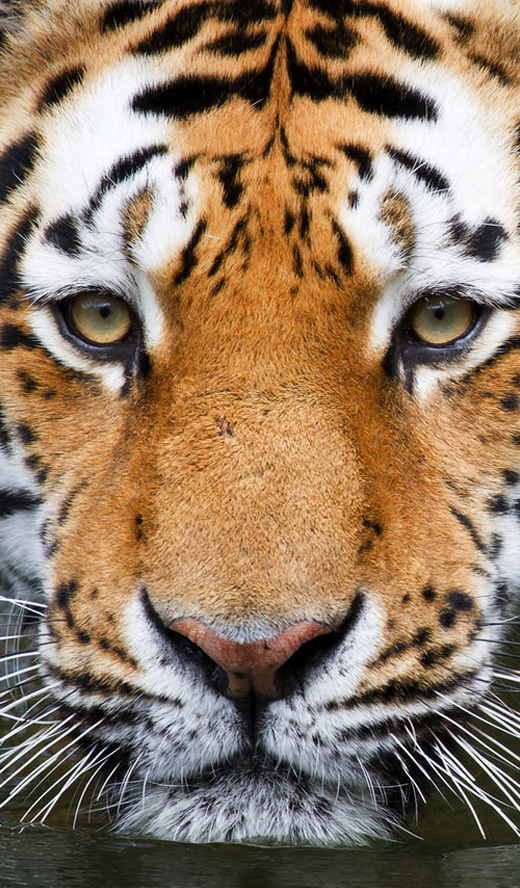 papel pintado ojo de tigre,animal terrestre,tigre,fauna silvestre,bigotes,tigre de bengala