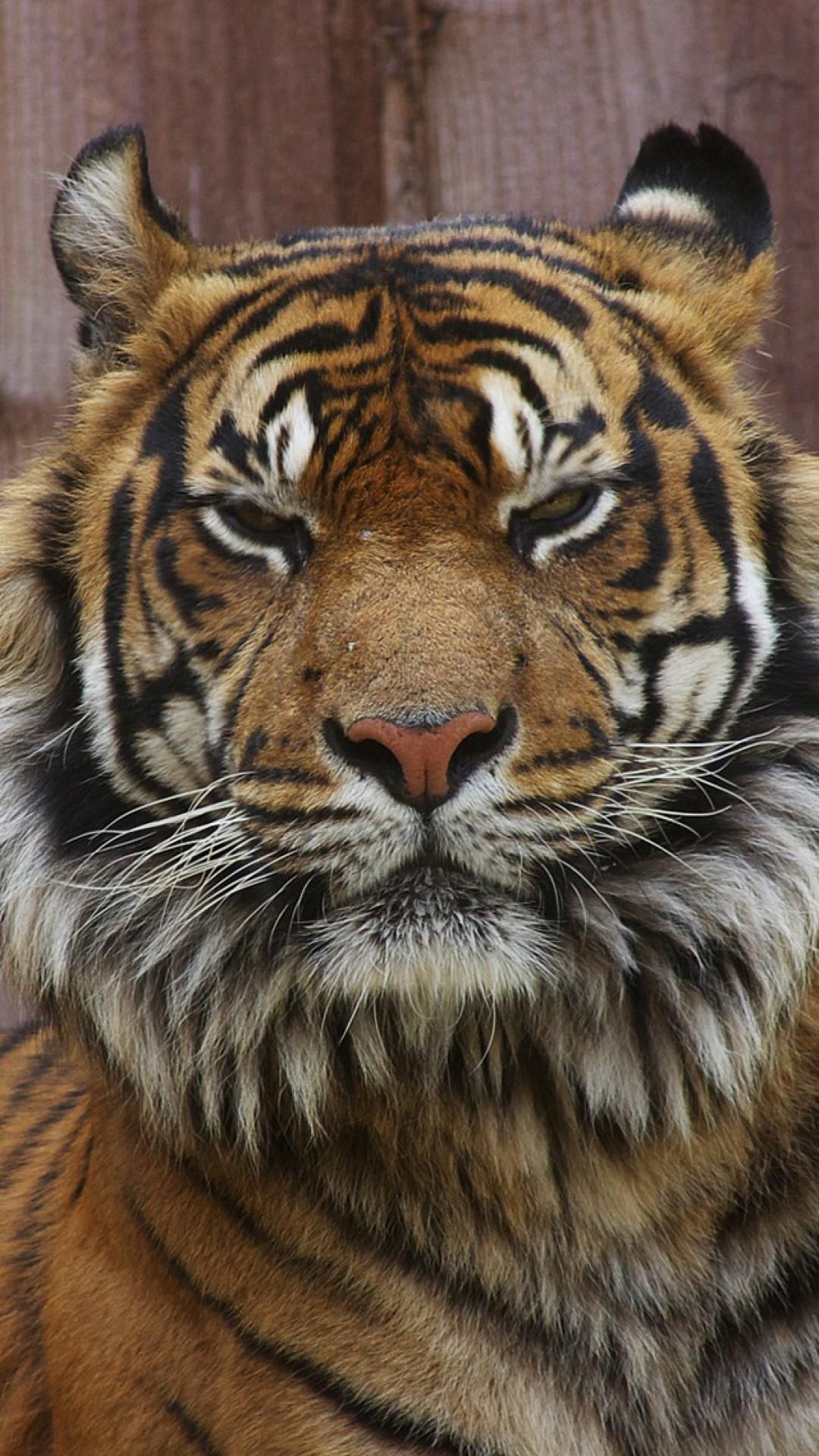 papier peint oeil de tigre,tigre,animal terrestre,faune,tigre du bengale,tigre de sibérie
