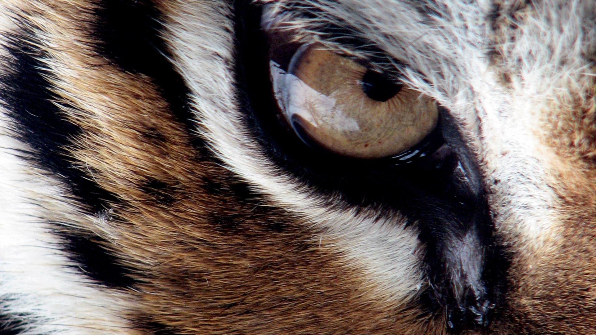 tiger eye wallpaper,close up,eye,wildlife,felidae,bengal tiger