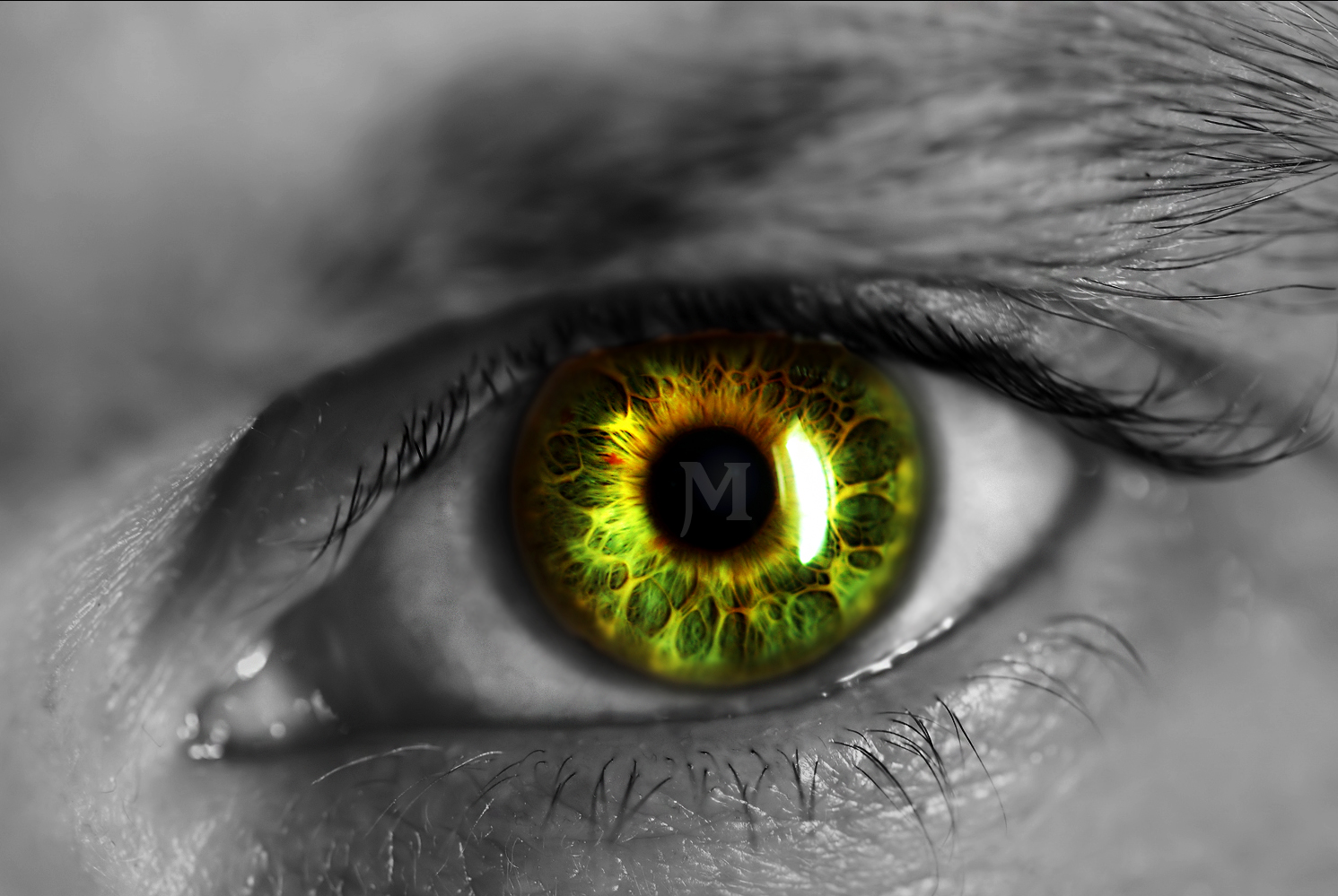 fondo de pantalla de ojos verdes,ojo,iris,de cerca,verde,fotografía macro