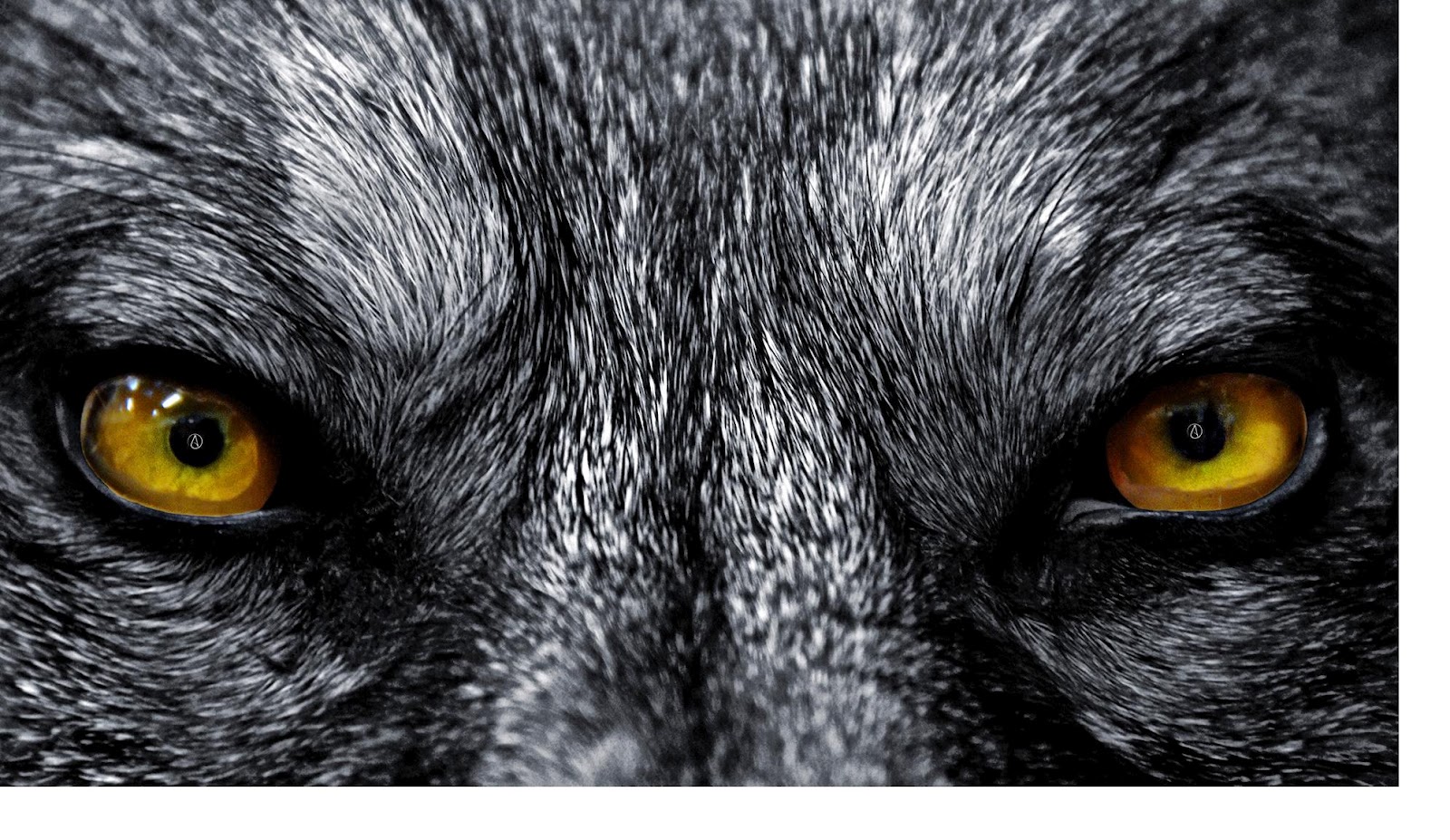 wolf eyes wallpaper,close up,canidae,eye,dog,dog breed