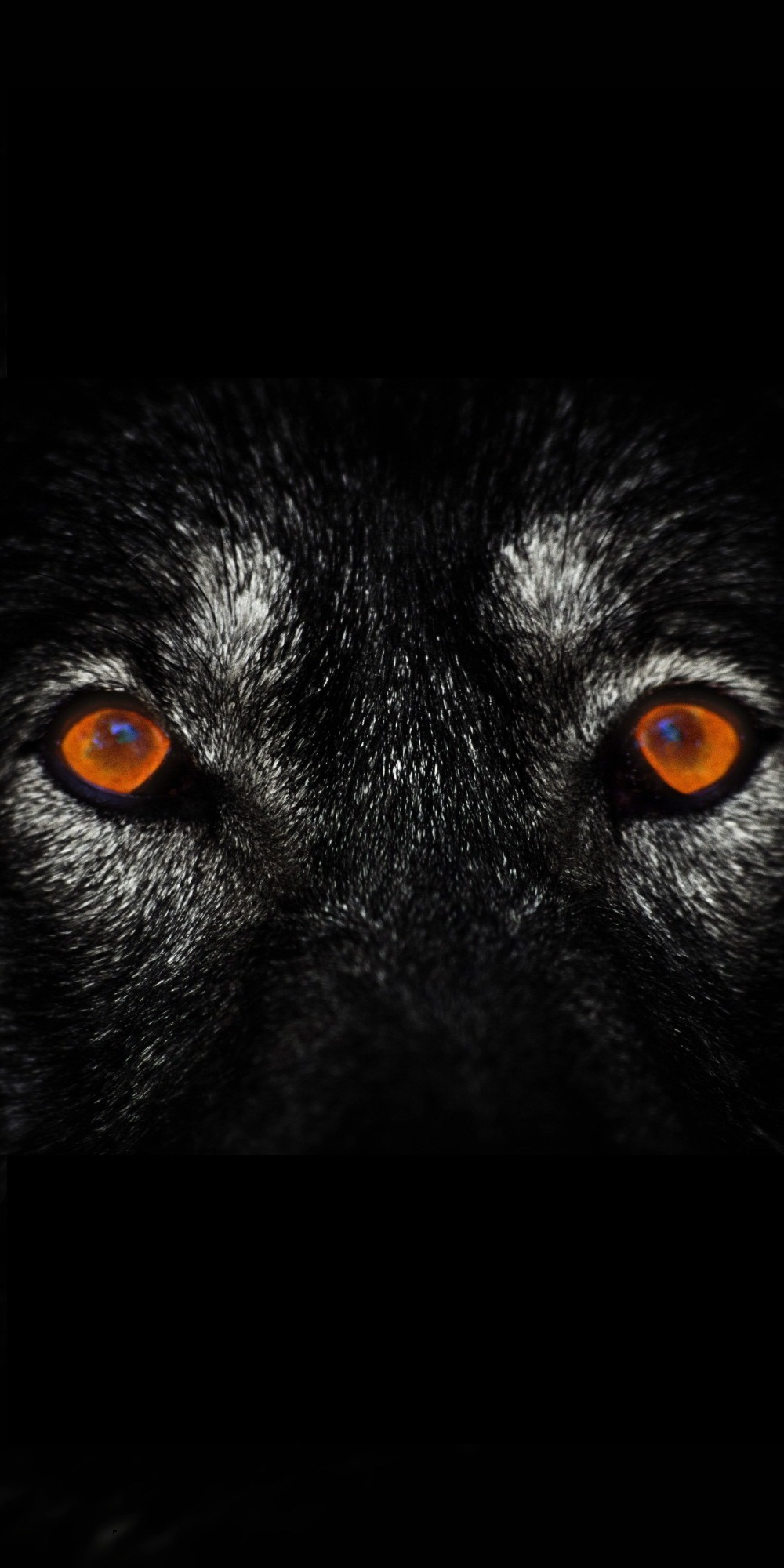 wolf eyes wallpaper,vertebrate,mammal,canidae,nose,eye