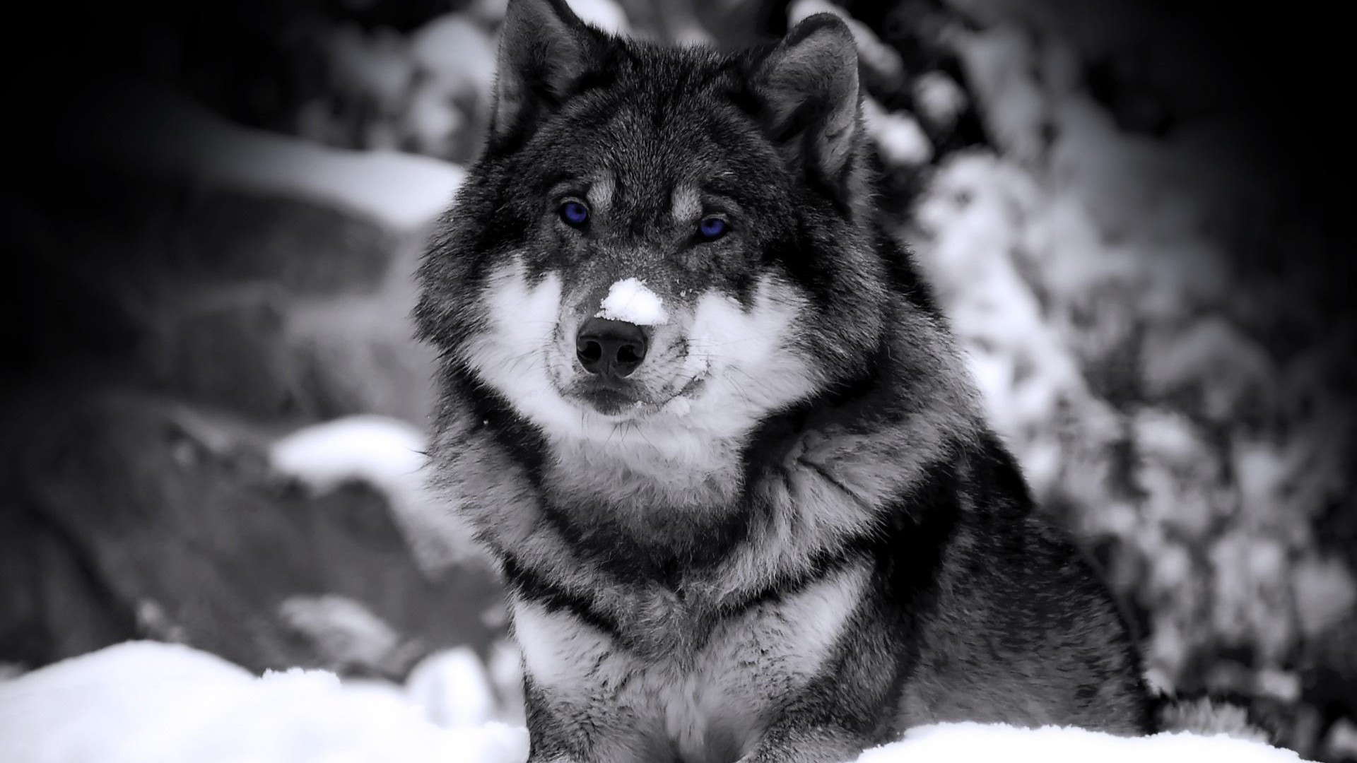 オオカミの目壁紙,犬,黒と白,狼,サハリンハスキー
