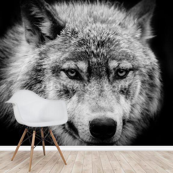 オオカミの目壁紙,犬,黒と白,サールース・ウルフドッグ,狼犬,狼