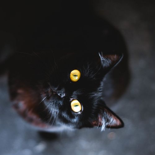 cute eyes wallpaper screensaver,cat,black cat,small to medium sized cats,felidae,bombay