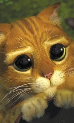 cute eyes wallpaper screensaver,cat,whiskers,mammal,small to medium sized cats,felidae